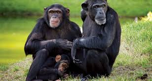 OLpejeta Conservancy Day Tour
